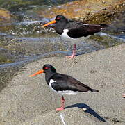 Eurasian Oystercatcher