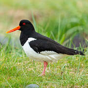 Eurasian Oystercatcher