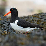 Eurasian Oystercatcher