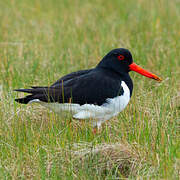 Eurasian Oystercatcher