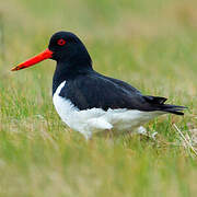 Eurasian Oystercatcher