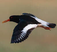 Eurasian Oystercatcher