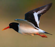 Eurasian Oystercatcher