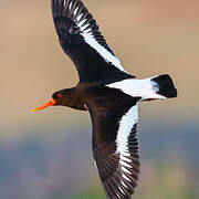 Eurasian Oystercatcher