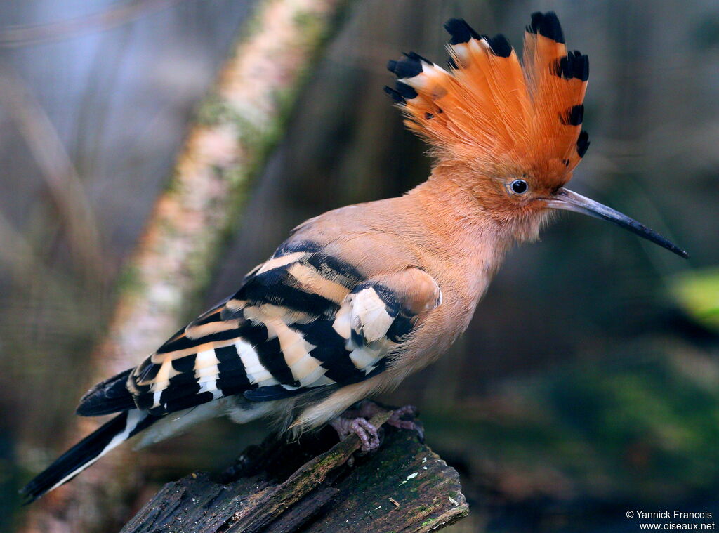 Eurasian Hoopoeadult, close-up portrait, aspect