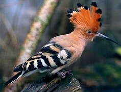 Eurasian Hoopoe