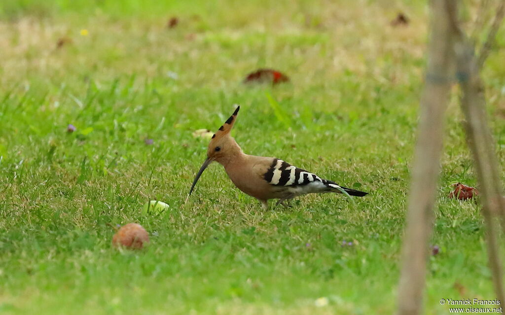 Eurasian Hoopoeadult, identification, aspect, eats
