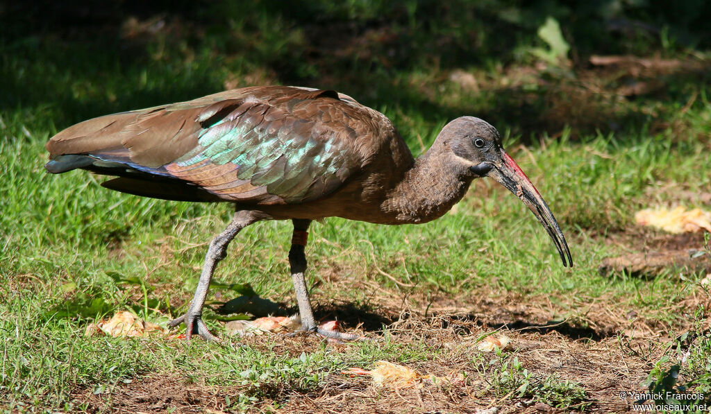 Hadada Ibis