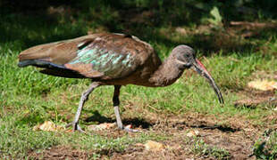 Ibis hagedash