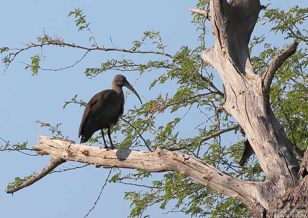 Hadada Ibisadult, habitat, aspect