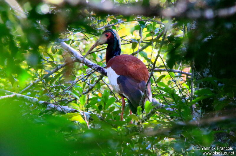 Madagascar Ibisadult, habitat