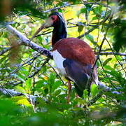 Madagascar Ibis