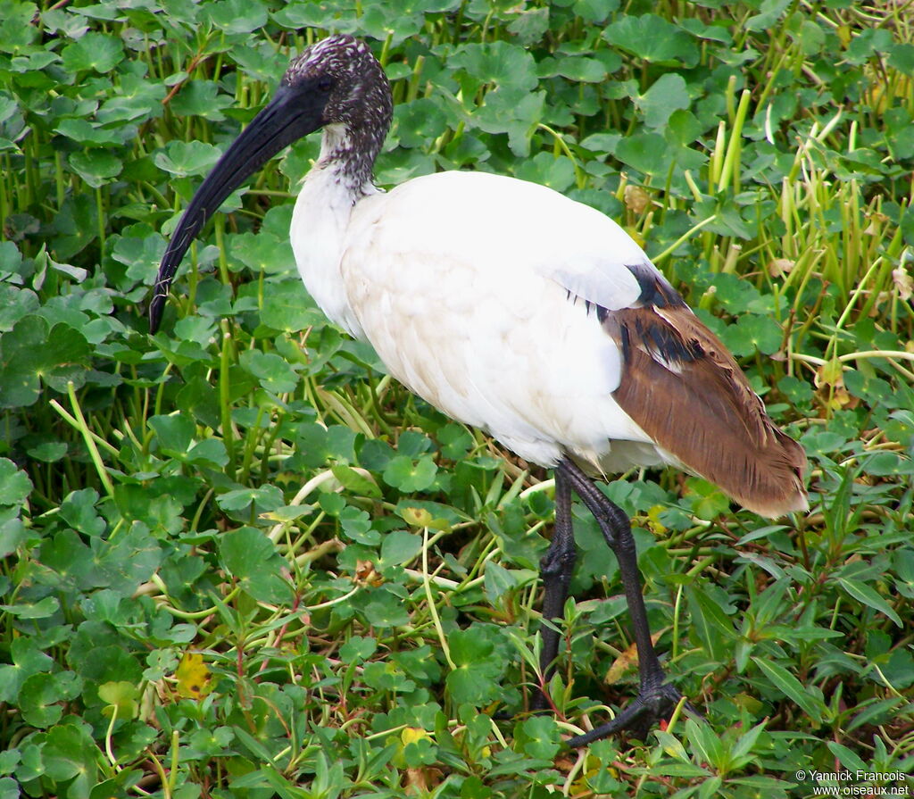 African Sacred Ibisimmature, identification, aspect