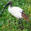 Ibis sacré