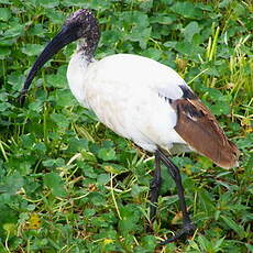 Ibis sacré