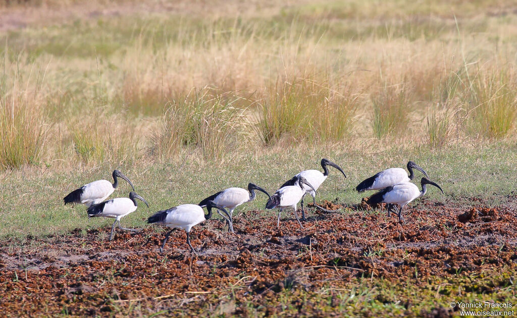 African Sacred Ibisadult, habitat, aspect, walking