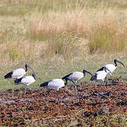 African Sacred Ibis