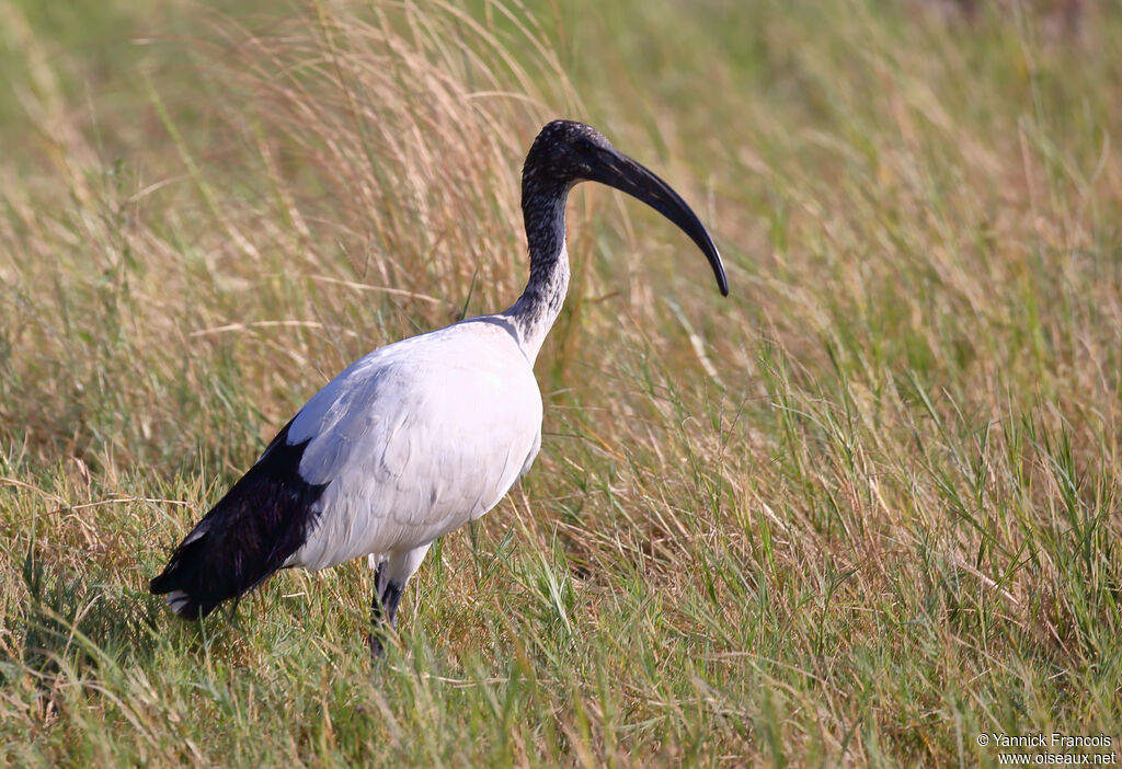 Ibis sacréadulte, identification, composition