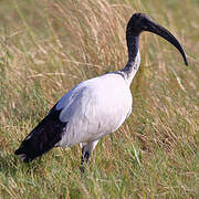 African Sacred Ibis