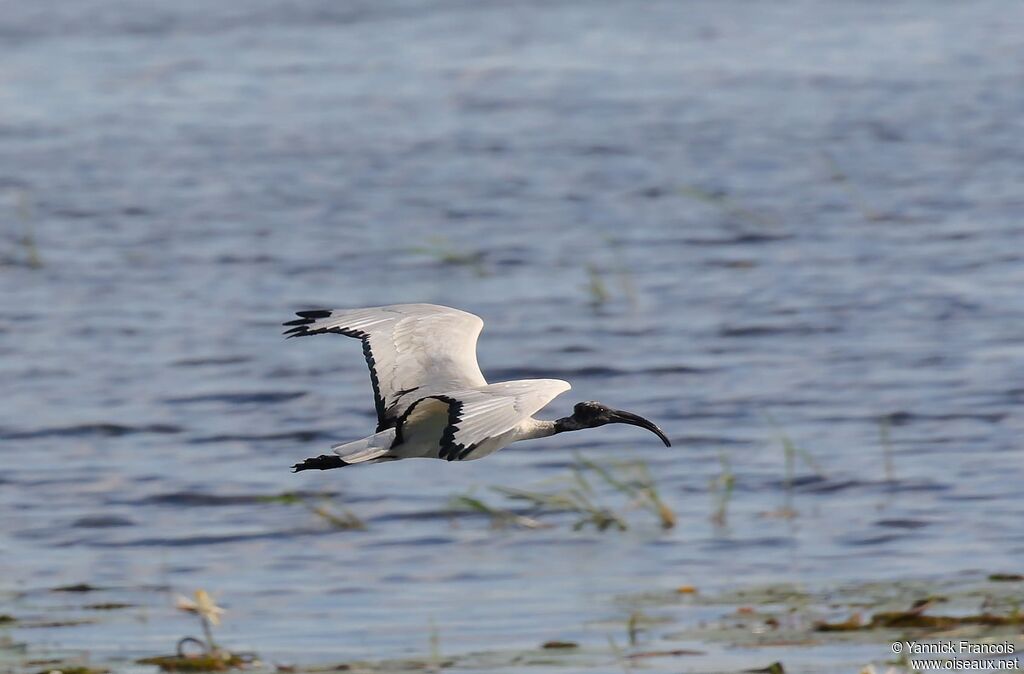 African Sacred Ibisadult, aspect, Flight