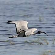 African Sacred Ibis