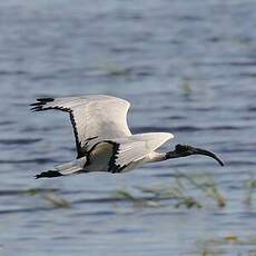 Ibis sacré