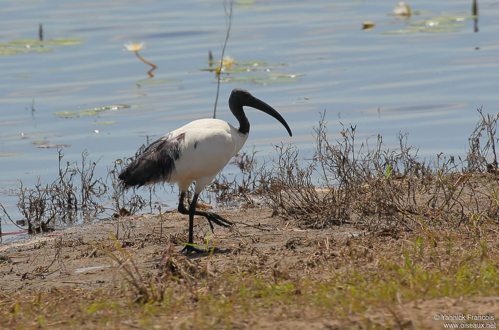 Ibis sacréadulte nuptial, habitat, composition, marche