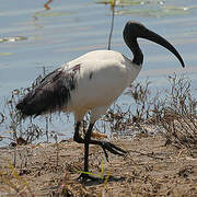 African Sacred Ibis