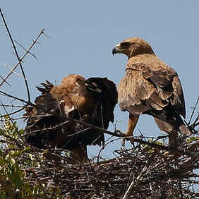 Aigle ravisseur