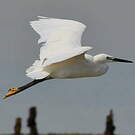 Aigrette garzette
