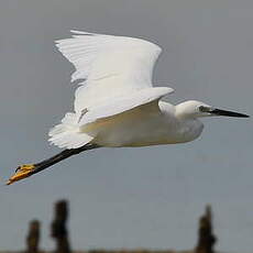Aigrette garzette