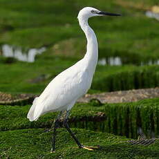 Aigrette garzette