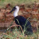 Cigogne à pattes noires