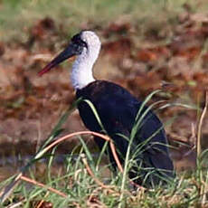 Cigogne à pattes noires