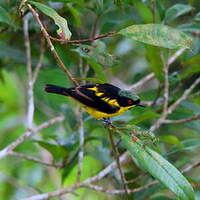 Dacnis à ventre jaune