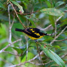 Dacnis à ventre jaune