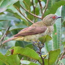 Dacnis à ventre jaune