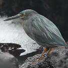 Héron des Galapagos