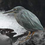 Héron des Galapagos