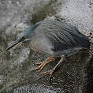 Héron des Galapagos