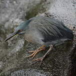 Héron des Galapagos