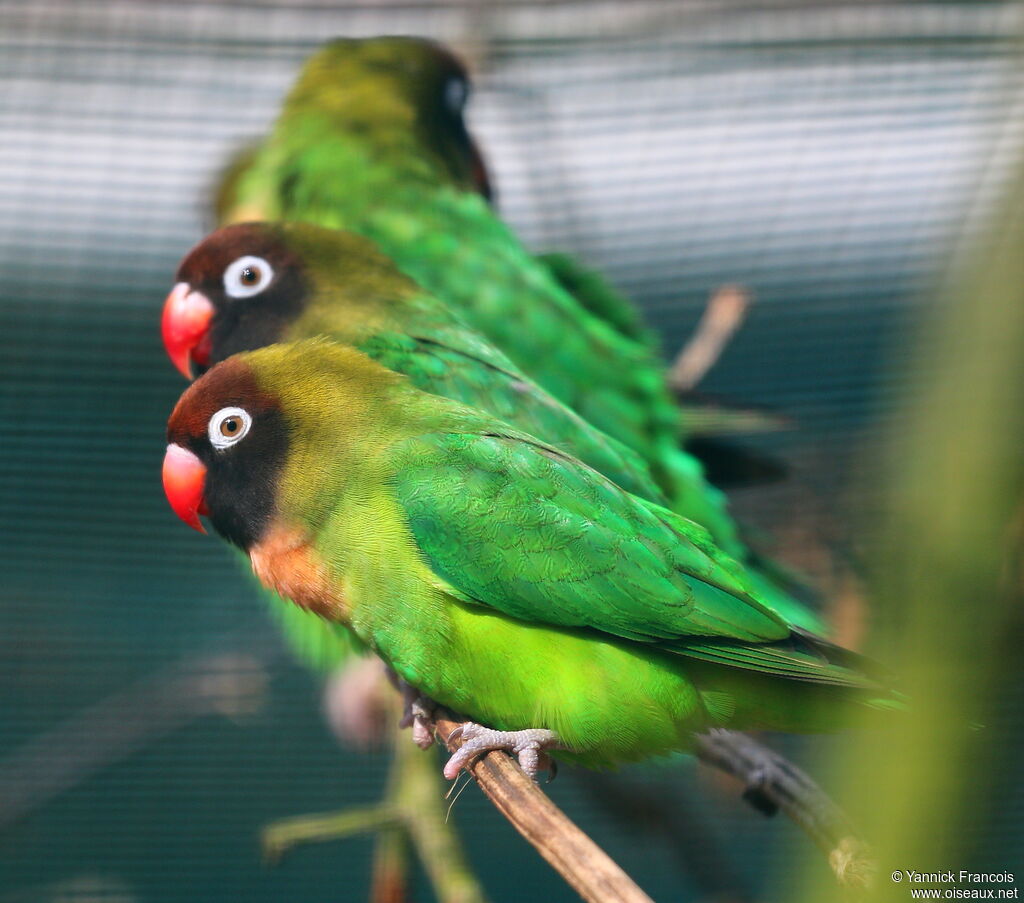 Black-cheeked Lovebirdadult, aspect