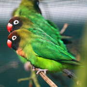 Black-cheeked Lovebird