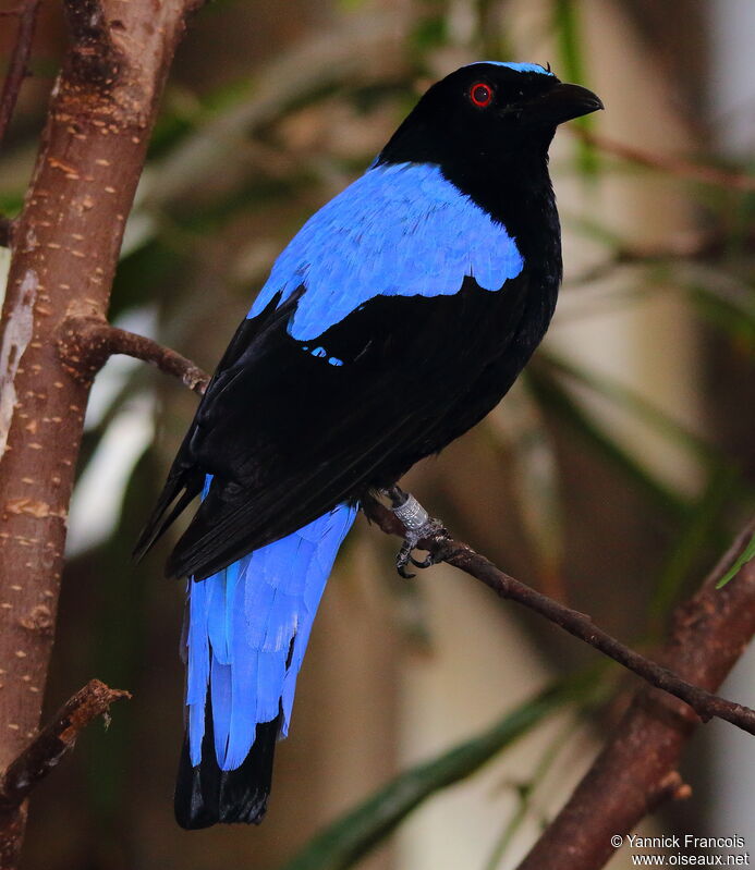 Asian Fairy-bluebird male adult breeding, identification, aspect