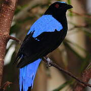 Asian Fairy-bluebird