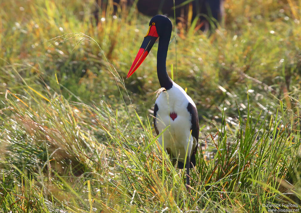 Saddle-billed Stork female adult, identification, aspect