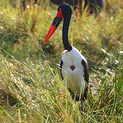 Saddle-billed Stork