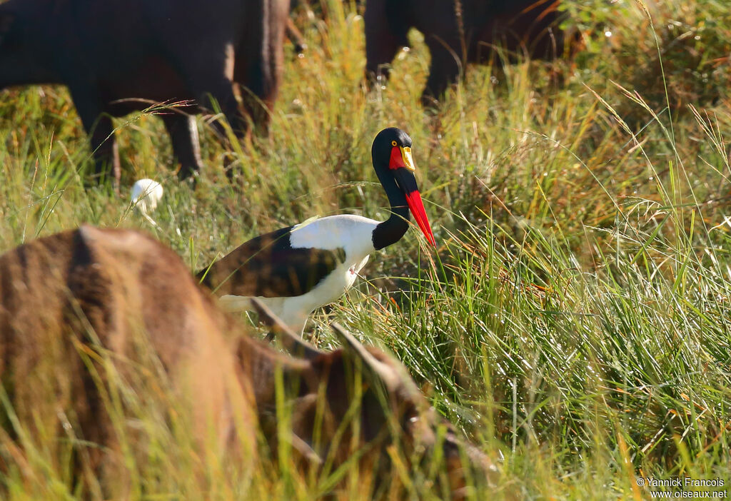 Jabiru d'Afrique femelle adulte, habitat, composition, marche