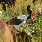 Saddle-billed Stork