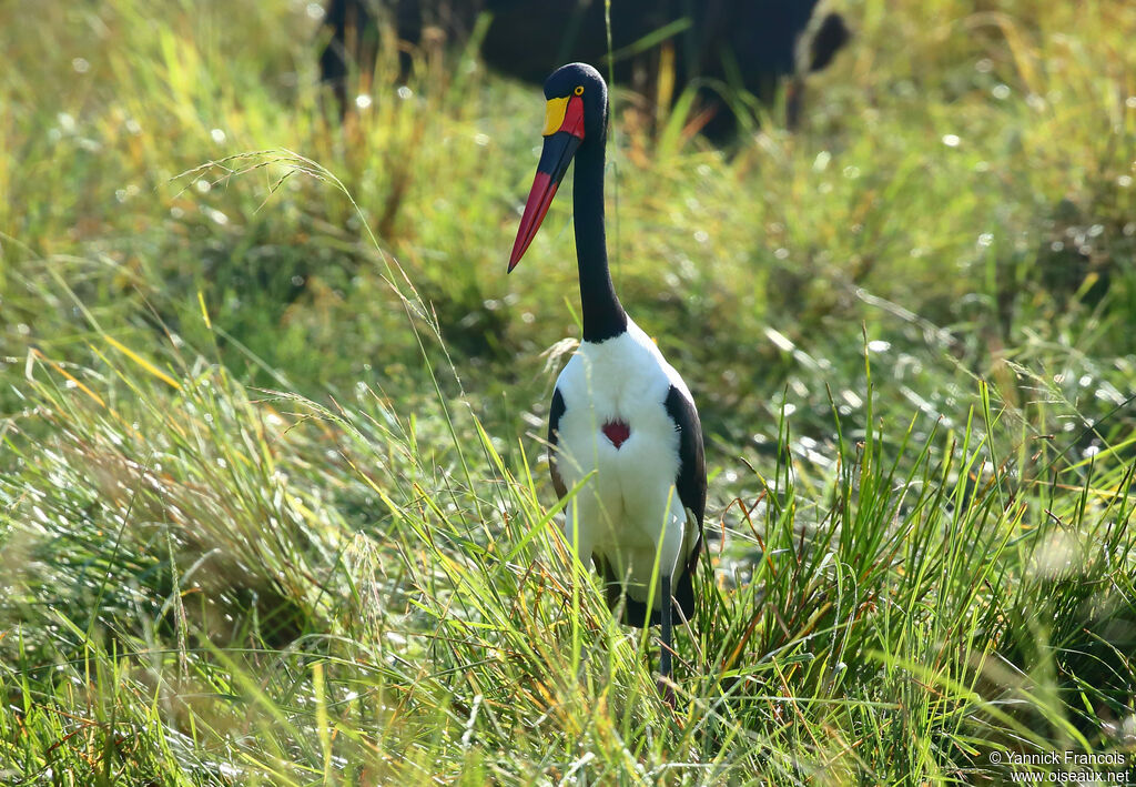 Saddle-billed Stork female adult, identification, aspect